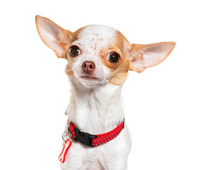 Curious chihuahua with red collar on white background