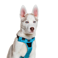 Alert siberian husky puppy in blue harness on white background