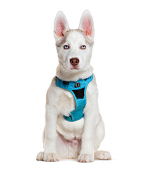 Adorable siberian husky puppy in blue harness