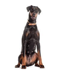Elegant doberman pinscher dog sitting on white background
