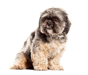 Adorable shih tzu dog posing on white background
