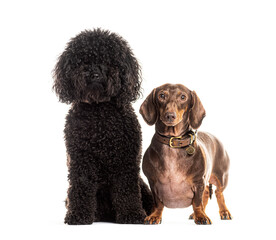 Black poodle and brown dachshund side by side