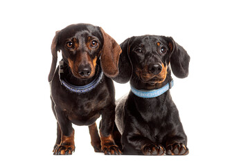 Portrait of two black dachshunds with blue collars