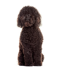 Curly black poodle dog sitting on white background