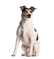 Attentive mixed breed dog isolated on white