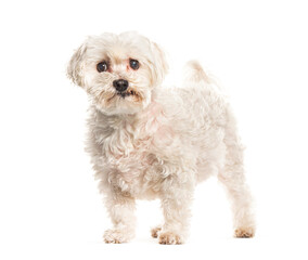 Adorable white small dog standing isolated on white background