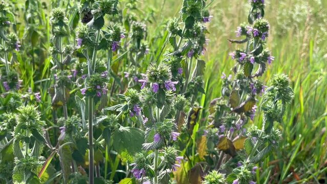 medicinal plant Spotted dead-nettle (Lamium maculatum) growing on the lawn