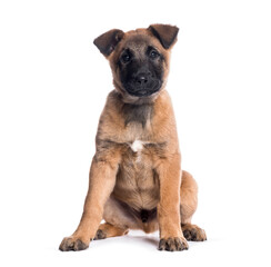Belgian shepherd puppy sitting on the floor on a white background