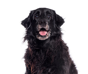 Senior black flat coated retriever dog panting and looking happy