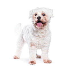 Cute white maltese dog standing and panting isolated on white background