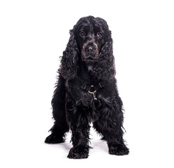 Black english cocker spaniel sitting and wearing a harness