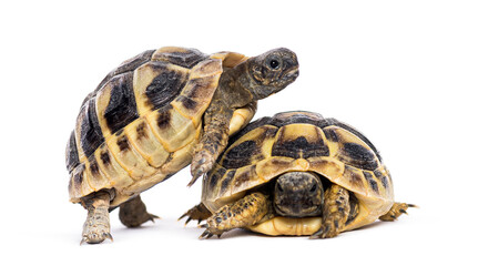 Two tortoises standing on top of each other on white background