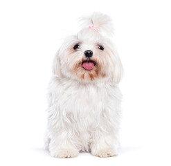 Adorable white maltese dog sitting and panting on white background