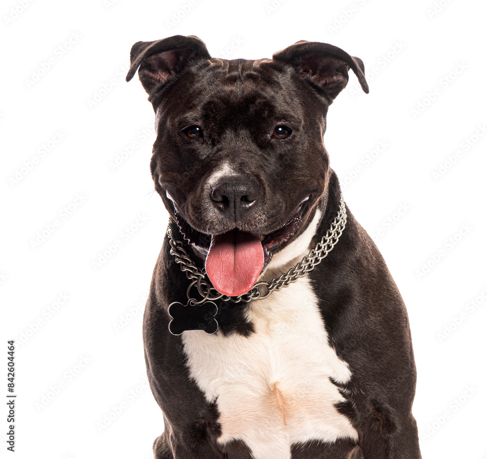 Sticker Happy american staffordshire terrier panting and wearing a dog collar with an empty tag