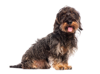 Adult wire haired dachshund sitting and panting on white background