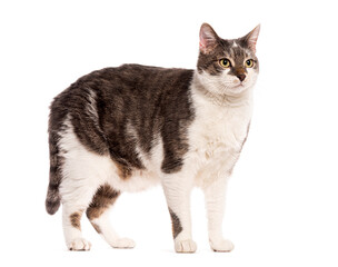 Large european shorthair cat standing and looking to the side on white background