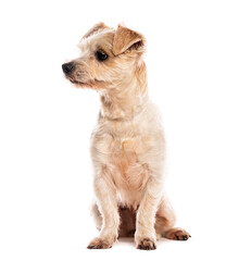 Small brown and white terrier dog is sitting and looking left