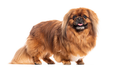 Pekingese dog standing on white background panting and looking happy