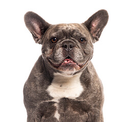 Blue merle french bulldog sitting and panting on white background