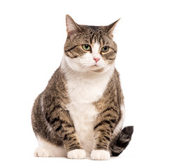 Large european shorthair cat sitting and looking at the camera