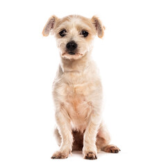 Small white dog sitting on white background