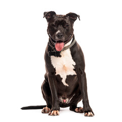 Naklejka premium American staffordshire terrier sitting and panting with tongue out