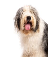 Bearded collie dog panting and looking happy on white background