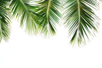 Naklejka premium Tropical palm tree leaves over a white background, perfect for summer-themed projects or backgrounds.