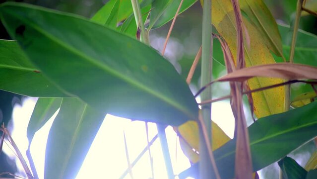 Close-up footage of lemongrass leaves with a blurred background of round bokeh lights. This serene and natural scene captures the beauty of lemongrass, perfect for projects related to nature, herbalis