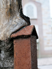detail of old rusty iron fence and tree.
