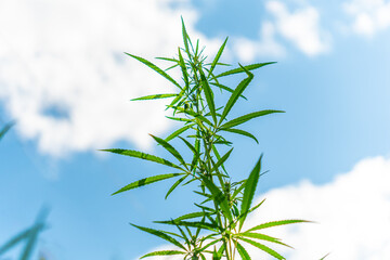 a stalk of green hemp against a cloudy sky. The concept of cannabis cultivation and use in agriculture. illegal business. Marijuana Plant Blue Sky Background
