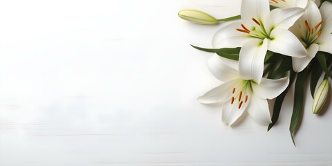 White background with lily ample space for text on funeral program. Concept Funeral Program, Lily Design, White Background, Ample Space for Text
