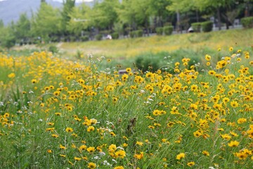 꽃이 만개한 도심 풍경