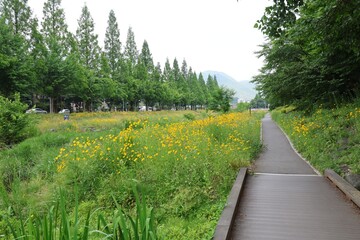 꽃이 만개한 도심 풍경