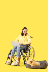 Happy young woman in wheelchair with laptop and Pomeranian spitz on yellow background