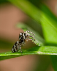 Zebra jumping spider - Salticus scenicus sitting on a plant leaf with copy space around