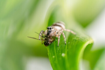 Zebra jumping spider feeding on a fly - Salticus scenicus sitting on a plant leaf with copy space around
