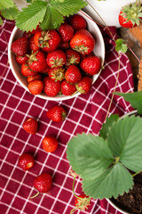 
Freshly picked strawberries.  collected fruits. berries fruits