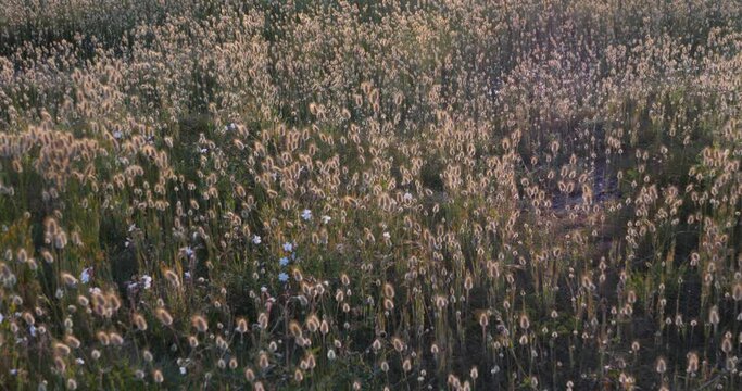 A tight shot of some Lagurus Ovatus, also called White Bunny Tail Grass. Batz-sur-Mer, France  - June 6, 2024.