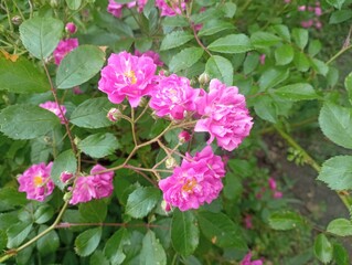 pink and white flowers