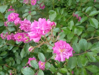 Naklejka premium pink rose bush. pretty flower