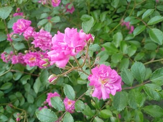 pink and white flowers