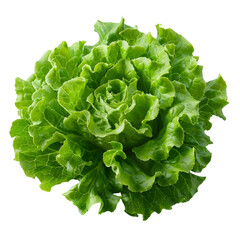 A fresh green lettuce head, a common salad vegetable, isolated on a white background