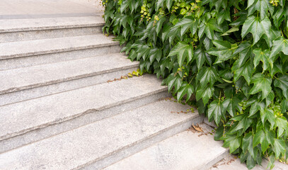 Parthenocissus green hedge, virginia crepeper foliage wall pattern, lush green victoria creeper ivy...