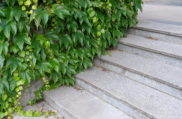 Parthenocissus green hedge, virginia crepeper foliage wall pattern, lush green victoria creeper ivy...