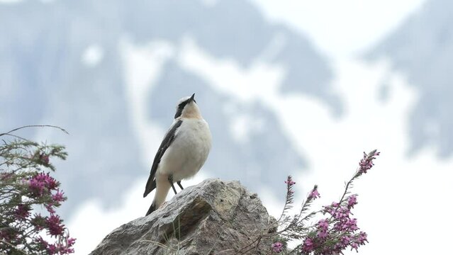 wheatear (Oenanthe oenanthe ) Culbianco