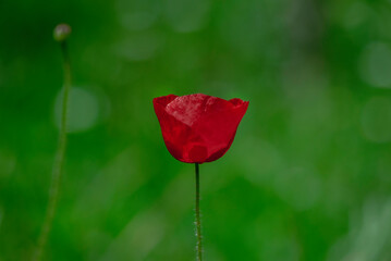 A beautiful red poppy on a green background, close up, macro photography