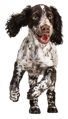 Jumping, running and playing spaniel dog. Front view portrait of cute puppy against transparent background. Concept of motion, calm, command, pets love, animal life.