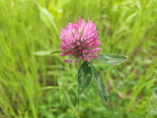 Obraz premium Red flowers are in full bloom on a sunny spring day.