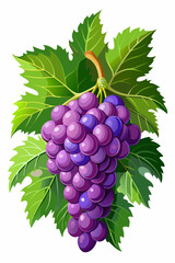 Obraz premium A bunch of grapes with leaves vector illustration 